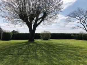 a tree sitting in the middle of a field at Rose cottage in Montcaret +2 photos