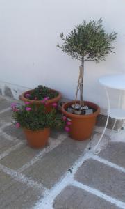 three potted plants sitting next to a wall at Angela's Rooms in Mikonos