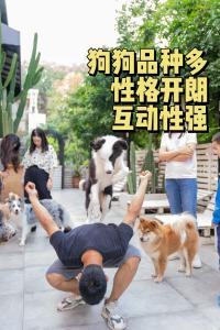 Majutusasutuse Woah Puppy Home Guesthouse Woah小狗之家民宿 külastajatega peatuv lemmikloom või lemmikloomad