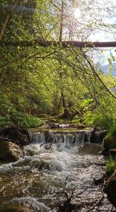 ビカズにあるPensiunea Bia Papadiaのギャラリーの写真