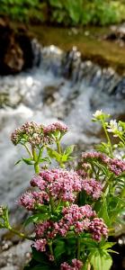 ビカズにあるPensiunea Bia Papadiaのギャラリーの写真