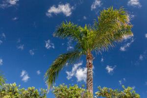 a palm tree with a blue sky in the background at Dimora Nesea in Cozze