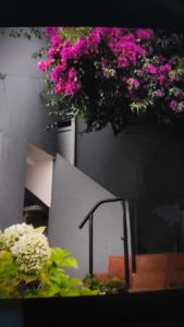 a bunch of pink flowers hanging from a building at Casa Boa Vista in San Pedro
