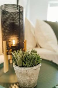 a potted plant sitting on top of a glass table at Anzac Hwy near airport, beach in Plympton