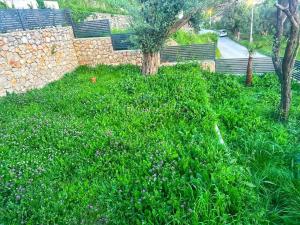 a green field of grass with a tree in it at Villa Nova Bar in Zaljevo