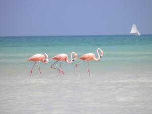 un groupe de flamants roses qui coule dans l'eau sur la plage dans l'établissement Casa Punta Coco & Beach Club, à Holbox