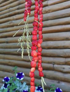 a bunch of red berries hanging from a plant at Šilas in Degučiai