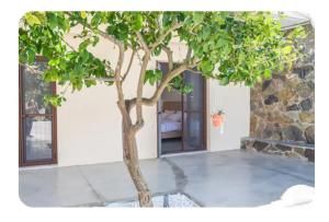 a tree in the middle of a courtyard at Kamilos apartments in Monastirákion +7 photos