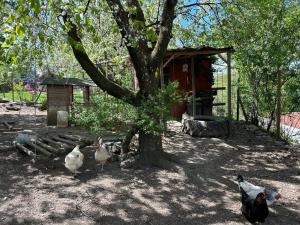 Taman di luar Landhaus Storchenblick