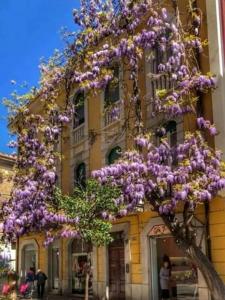 a tree covered in purple flowers in front of a building at City Garden Loft in Pescara