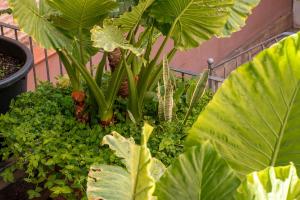 Zahrada ubytování Verdi 254