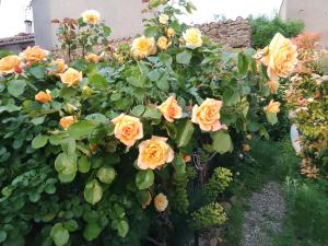 Zahrada ubytování Maison isivier