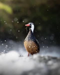 孔吉利奥Habitación Refugio Kiñeco的相册照片