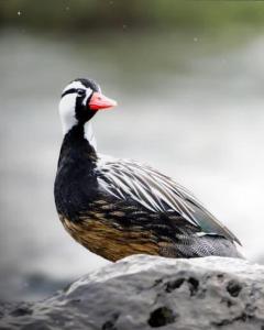 孔吉利奥Habitación Refugio Kiñeco的相册照片