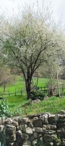 Zahrada ubytování B&B La Corte del Segrino