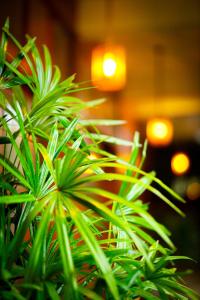 a close up of a green plant with lights in the background at Peak Bay Resort in Arugam Bay