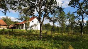 een oud wit huis in een veld met bomen bij Vila Cosovic in Citići