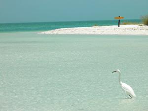 un oiseau blanc debout dans l'eau sur une plage dans l'établissement Casa Punta Coco & Beach Club, à Holbox