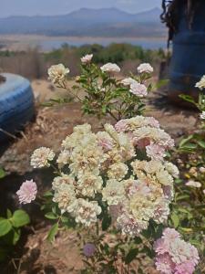 a bunch of pink and white flowers in a garden at Hotel Yogiraj in Jāmb