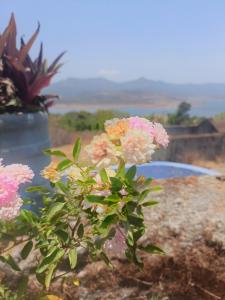 a bunch of pink flowers on a plant at Hotel Yogiraj in Jāmb