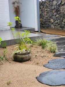 a plant in a pot in front of a house at Tov & Kara in Jeju