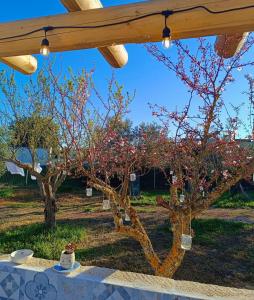 a table with a tree with pink flowers on it at Trulli Fortunato private, heated swimming pool in Locorotondo