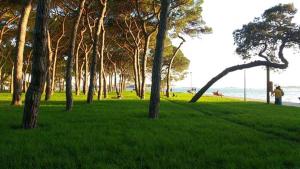 a group of trees in a park with the water at Ampia Casa a due passi dalla Biennale in Venice