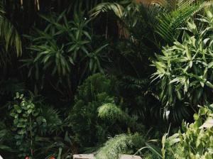 a forest filled with lots of green plants at North House in Ấp Bình Trung +22 photos