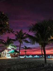 a group of palm trees on a beach at night at Pebble Peninsula Resort in San Francisco