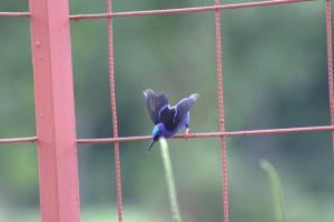 Fotografie z fotogalerie ubytování Home La Fortuna v destinaci Fortuna