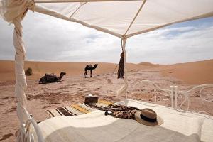 Zvířata v luxury tent nebo okolí + 15 fotografií