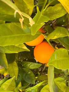 a bunch of oranges on a tree with leaves at Massive 4 Bedroom House with Pool in Oroville