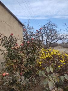 Gallery image of "Martin" guest house in Kara-Talaa