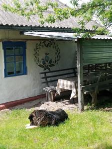 a dog laying in the grass in front of a house at Дибинецькі Карпати in Dybintsy