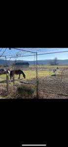 Billede fra billedgalleriet på Vila Jovan i Vojnica