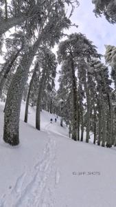 a person skiing down a snow covered slope with trees at Maison hôte ketama in Tlata Ketama