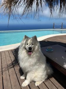 a white dog sitting on a table next to a pool at SECRET HILL in Athani