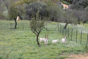 Altri animali domestici presso il bed & breakfast o nei dintorni