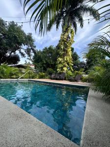 a pool with blue water and a palm tree at Hotel Maritza in Puerto Viejo +29 photos