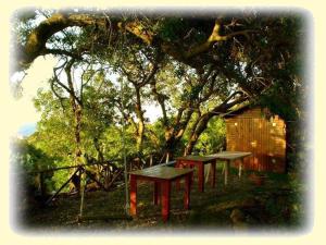 a group of picnic tables under a tree at Casa Terranova in Ustica