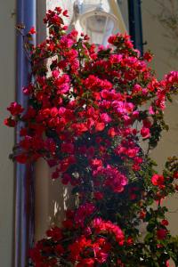 a bunch of red flowers hanging from a wall at La Garoupe-Gardiole in Antibes