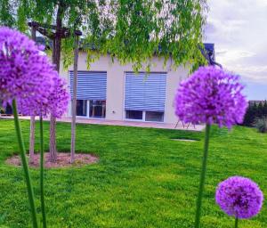 a group of purple flowers in the grass at Garten Apartment Wurzinger in Halbenrain +5 photos