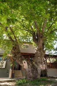 a large tree in front of a building at Kipos Resort in Nea Peramos
