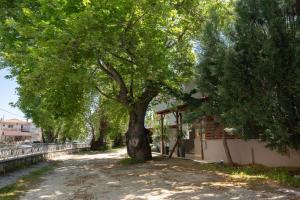 a tree in the middle of a dirt road at Kipos Resort in Nea Peramos