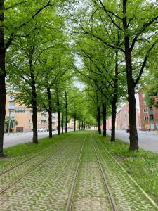 a row of trees with train tracks on a street at Valoisa ja täysin remontoitu huoneisto in Helsinki