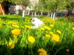 a car in the middle of a field of flowers at Little Bear Busteni in Buşteni