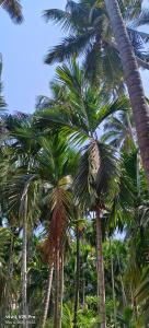 eine Gruppe von Palmen, die nebeneinander stehen in der Unterkunft Raya Retreat Resort in Alībāg