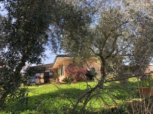 a house in a yard with trees in the foreground at Camera Friuli in Nettuno
