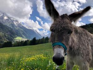 Animaux dans l'appartement ou à proximité