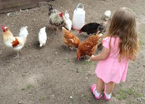 a little girl in pink dress feeding chickens at Gospodarstwo Agroturystyczne na Mazurach in Jerutki